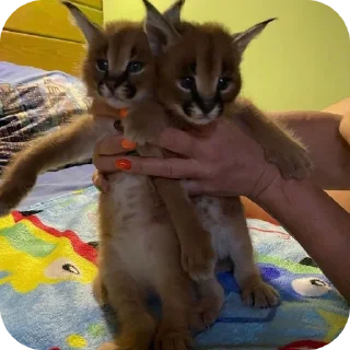 🐱 emoji Стикеры егуски Telegram sticker 9 of 41