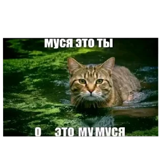 Sticker from Челлендж найди мусю