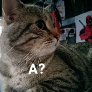 🧐 emoji Кот Telegram sticker 15 of 67