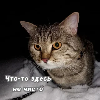 🧐 emoji Кот Telegram sticker 7 of 67
