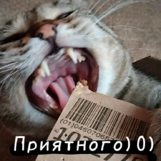 🍽 emoji Кот Telegram sticker 21 of 67