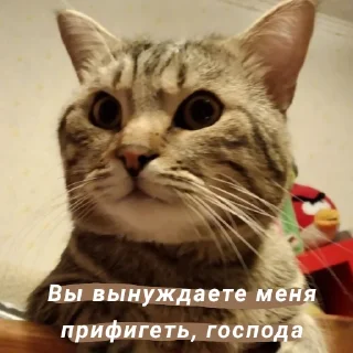 😳 emoji Кот Telegram sticker 24 of 67