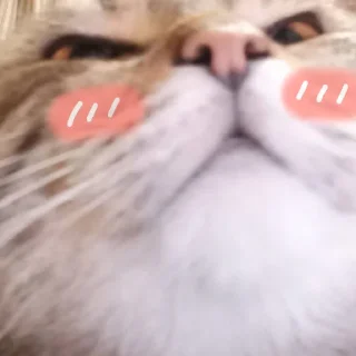 🐱 emoji Кот Telegram sticker 17 of 67