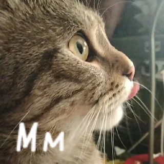 🧐 emoji Кот Telegram sticker 23 of 67