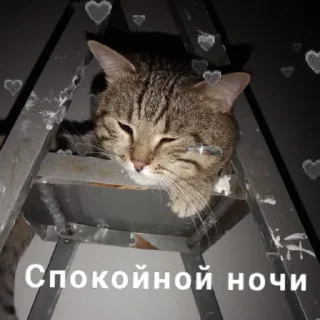 💤 emoji Кот Telegram sticker 6 of 67