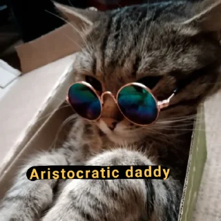 🕶 emoji Кот Telegram sticker 19 of 67