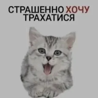Sticker from ✨В Дупцю Відносини✨ — @stckrRobot