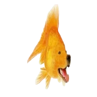 🐦 emoji Goida Telegram sticker 10 of 40