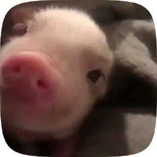 Sticker from 🐷