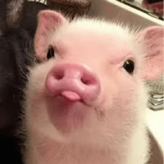 😋 emoji Хрюши🐷 Telegram sticker 14 of 14
