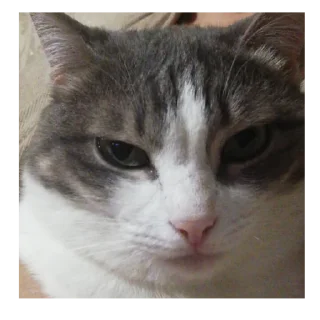 😕 emoji кат кат катюня Telegram sticker 21 of 26