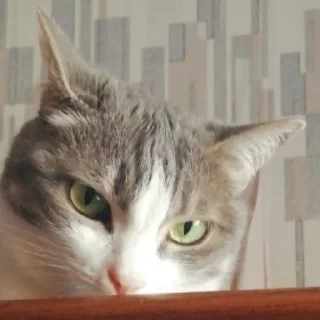 😕 emoji кат кат катюня Telegram sticker 23 of 26