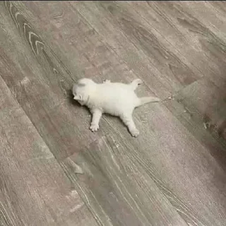 💀 emoji MeMÎKaT Telegram sticker 14 of 77
