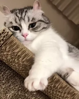 😴 emoji милки топ Telegram sticker 21 of 25