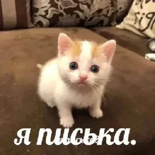 🥺 emoji 💕Стики тут: @sekstick Telegram sticker 14 of 71