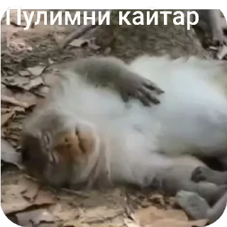 🌟 emoji Дорам Telegram sticker 22 of 118