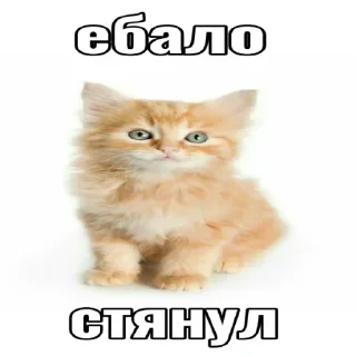 👍 emoji soso pj Telegram sticker 16 of 33