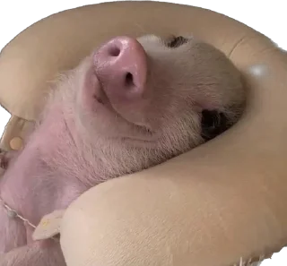 Sticker from 🐷