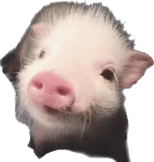 😙 emoji 🐷 Telegram sticker 9 of 35