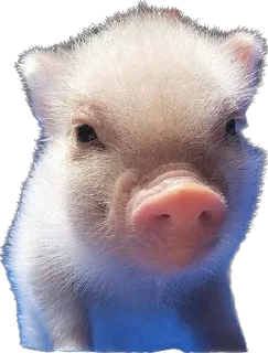 😤 emoji 🐷 Telegram sticker 8 of 35