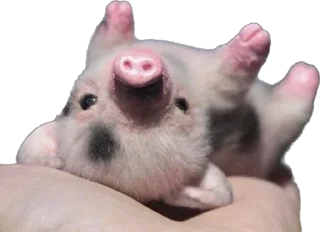 😒 emoji 🐷 Telegram sticker 10 of 35