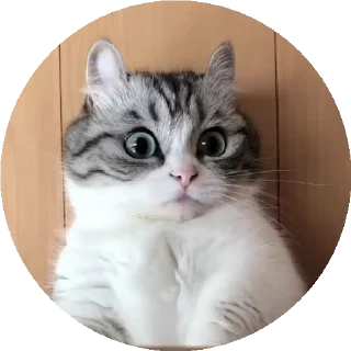 😺 emoji Больше стиков тут: @stikery4 Telegram sticker 21 of 50