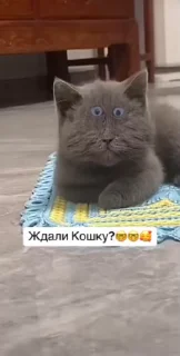 😎 emoji Кошка не ждали ➡️ @Ctikerubot Telegram sticker 19 of 22
