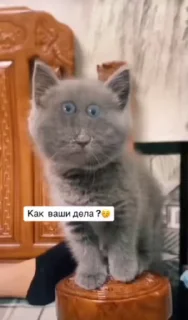 😅 emoji Кошка не ждали ➡️ @Ctikerubot Telegram sticker 9 of 22