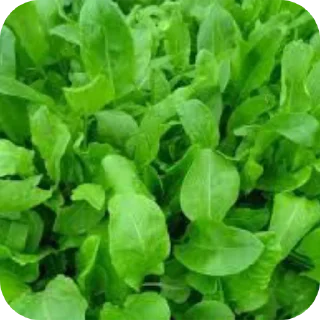 🥦 emoji щовел Telegram sticker 5 of 7