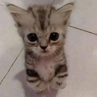 😢 emoji чьт, ок я ира или в попу Telegram sticker 7 of 36