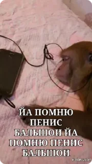 🍆 emoji раскумар Telegram sticker 9 of 52