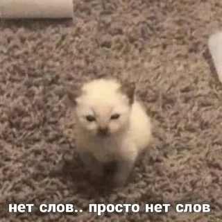🌟 emoji как жить Telegram sticker 20 of 26