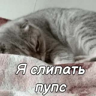😴 emoji ~Алиса агро~ Telegram sticker 17 of 74