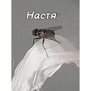 🪰 emoji ~Алиса агро~ Telegram sticker 14 of 74