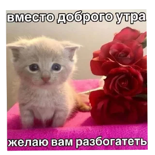 🐱 emoji Мой пак @xsggm Telegram sticker 24 of 73