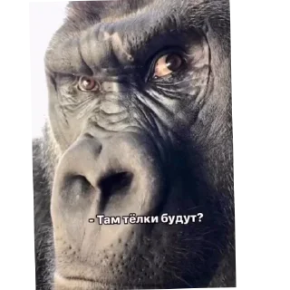 👍 emoji Мой пак @xsggm Telegram sticker 22 of 73