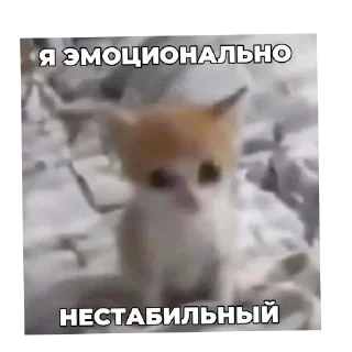 🐱 emoji Мой пак @xsggm Telegram sticker 10 of 73