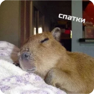 😴 emoji capybara stickers for everyone 😜 Telegram sticker 5 of 60