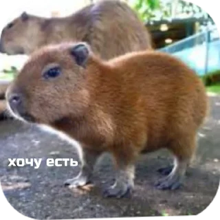 😣 emoji capybara stickers for everyone 😜 Telegram sticker 11 of 60