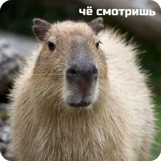 👀 emoji capybara stickers for everyone 😜 Telegram sticker 6 of 60