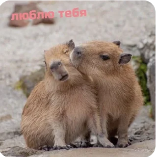 ❤ emoji capybara stickers for everyone 😜 Telegram sticker 9 of 60