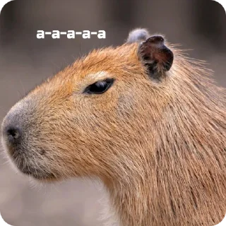 😤 emoji capybara stickers for everyone 😜 Telegram sticker 20 of 60