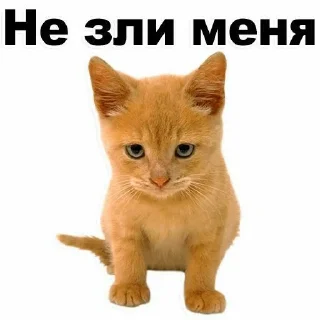 😤 emoji Стикеры ➜ @StickersPackRobot Telegram sticker 16 of 77