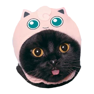 🐈 emoji Cats in hats Telegram sticker 24 of 56