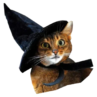 🧙‍♀ emoji Cats in hats Telegram sticker 21 of 56
