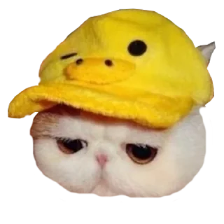 🙁 emoji Cats in hats Telegram sticker 17 of 56
