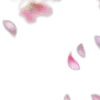 🌟 emoji 🌸Chiikawa▻@angeldokidoki @nymoren🍃 Telegram sticker 14 of 200