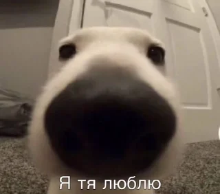 Sticker from что это вообще