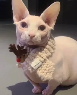 🧣 emoji жади Telegram sticker 21 of 34