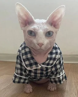 😼 emoji жади Telegram sticker 7 of 34